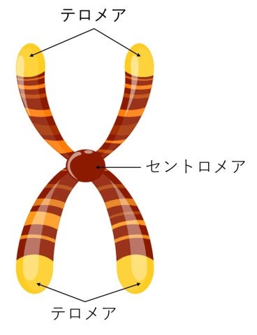20210308-chromosome diagram-JA